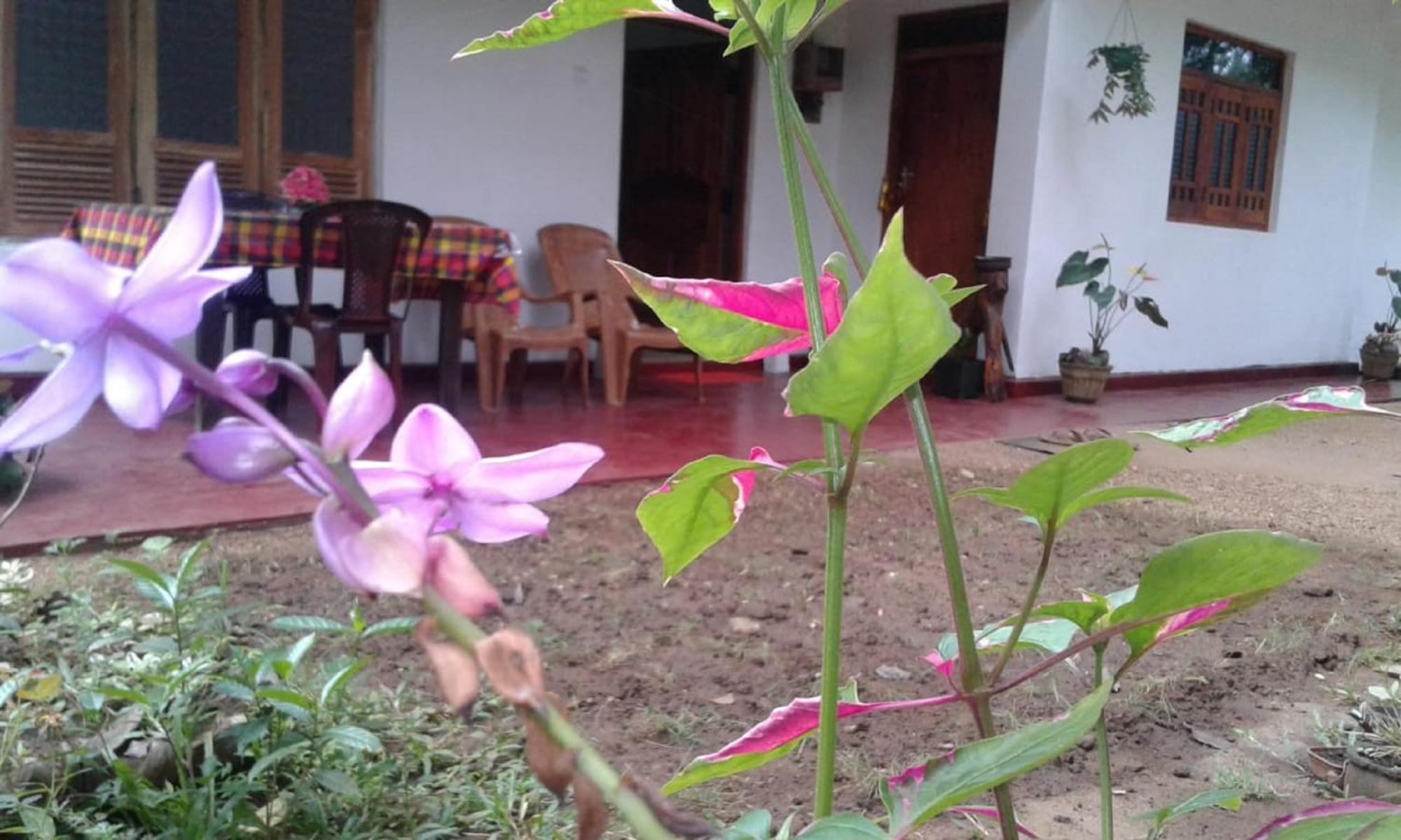 Winstar Homestay Sigiriya Exterior foto